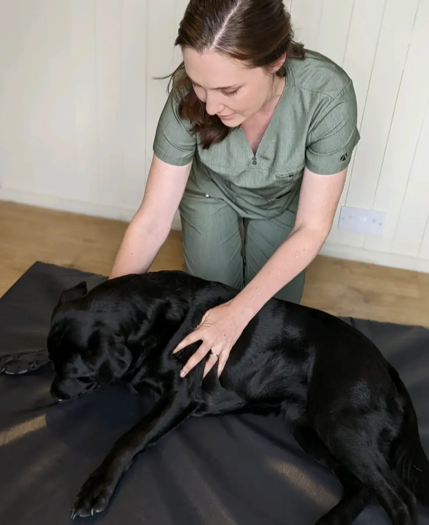 Olivia Whitfield-Heap massaging her dog Ruby at her treatment center