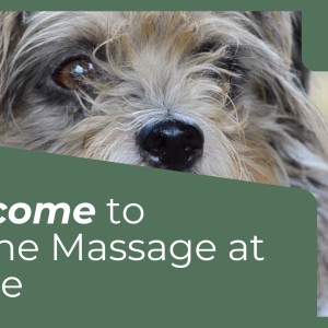 Canine Massage at Home