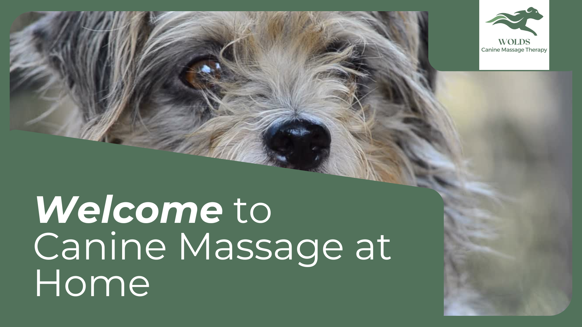 Canine Massage at Home