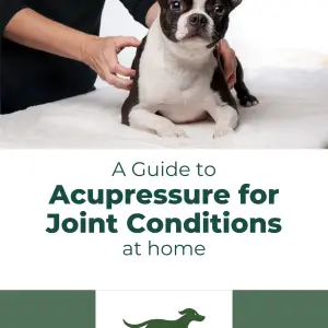 Canine Acupressure for Joint Conditions (at home)