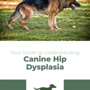Understanding Canine Hip Dysplasia