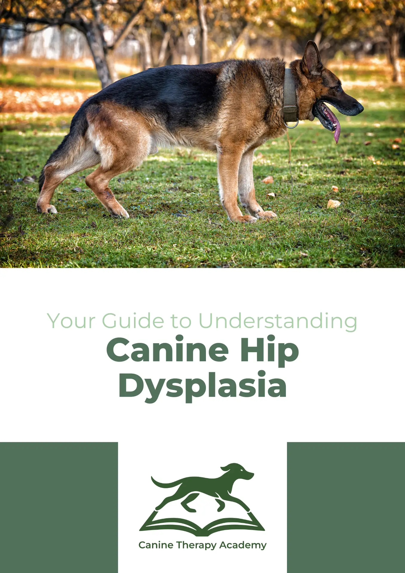 Understanding Canine Hip Dysplasia