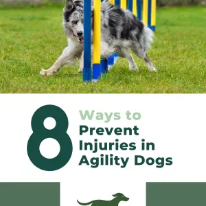 8 Ways to Prevent Injuries in Agility Dogs