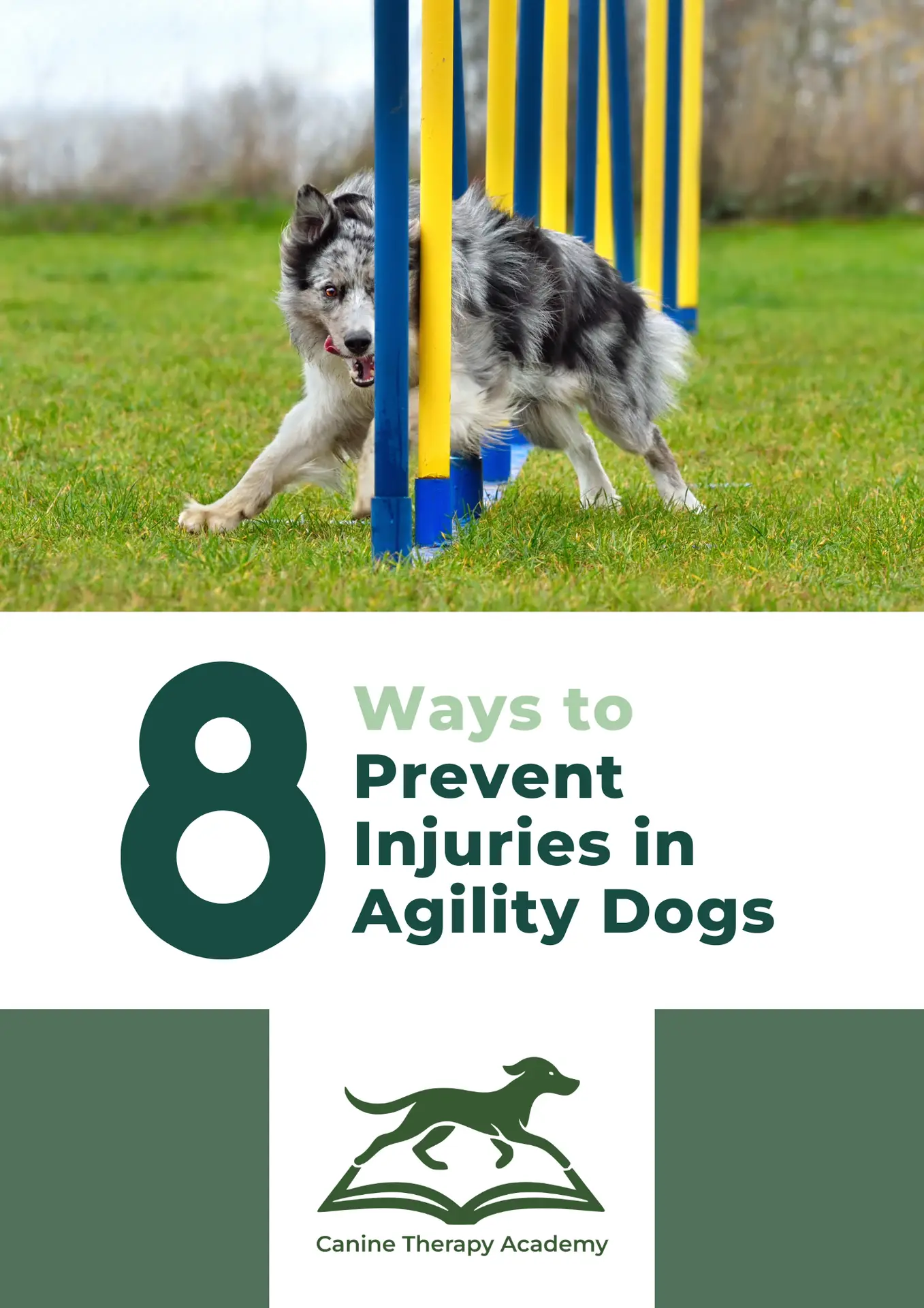 8 Ways to Prevent Injuries in Agility Dogs